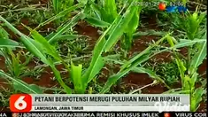 Ribuan hektar tanaman jagung di 10 desa di Lamongan Jawa Timur terancam gagal panen akibat serangan hama ulat graya. Para petani jagung terancam merugi mencapai total puluhan miliar rupiah.
