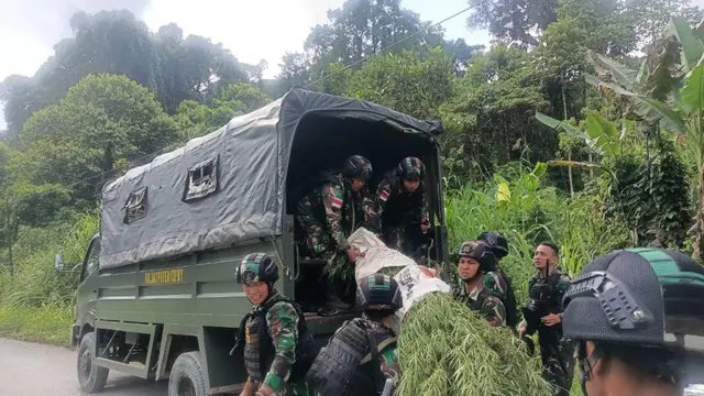 Ladang Ganja di Wilayah Perbatasan Papua