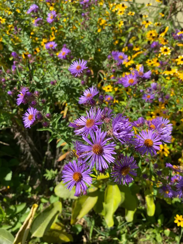 Aster Inggris Baru Mekar Cerah, Penyokong Ekosistem Taman Hujan