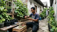 Cara Stek Anggur agar Cepat Berbuah, Perhatikan Batang dan Perawatannya