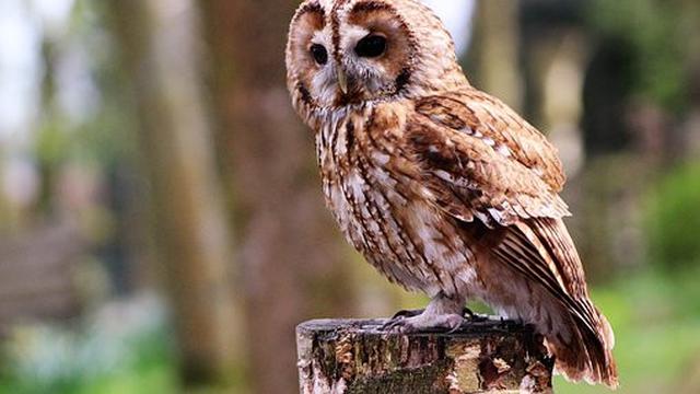 Jenis Burung Hantu Paling Populer