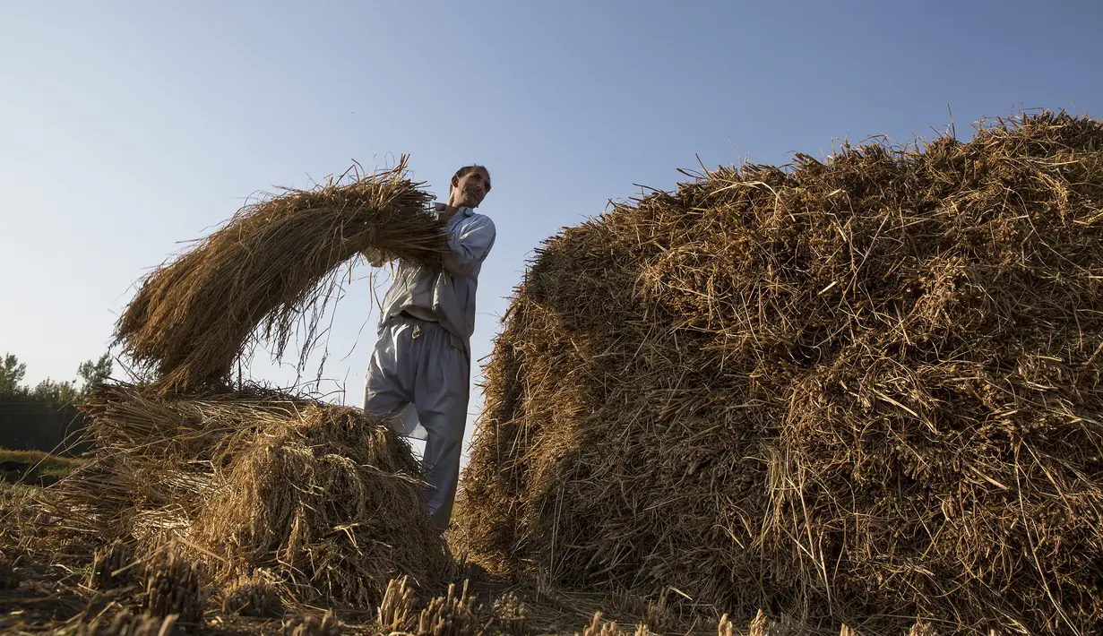 Seorang petani memanen padi di sebuah sawah di Desa Awantipora, Distrik Pulwama dekat Kota Srinagar, Kashmir yang dikuasai India (23/9/2020). (Xinhua/Javed Dar)