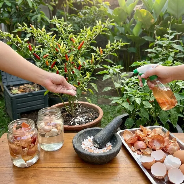 Ide Kebun Cabai Rawit dan Sayur Zero Waste Solusi Mandiri Pangan