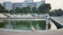 Seekor kucing terlihat di Taman Lapangan Banteng, Jakarta, Kamis (20/6/2019). Taman dengan luas 5,2 hektar tersebut menjadi salah satu lokasi favorit warga untuk berolahraga dan juga melepas penat. (Liputan6.com/Immanuel Antonius)