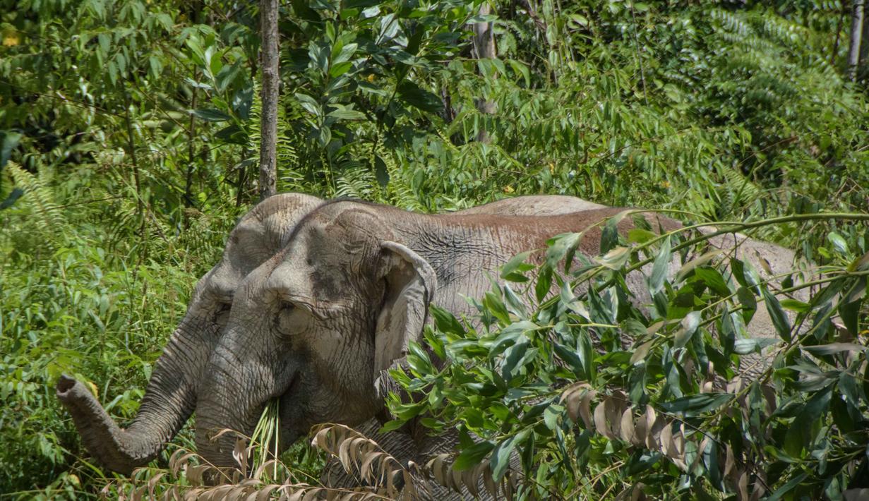 Dengan terpasangnya GPS Collar ini diharapkan interaksi gajah akan diketahui secara dini, sehingga penanganannya akan lebih cepat. Dalam foto yang diambil pada 6 November 2025, gajah liar Sumatra terlihat di kawasan konservasi Tesso Tenggara di Kabupaten Pelalawan, Riau. (Wahyudi/AFP)