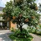9 Pohon Buah dengan Bentuk Daun yang Menarik, Cocok untuk Taman Rumah