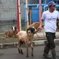 Pekerja membawa kambing kurban di studio 5 Indosiar, Daan Mogot, Jakarta, Rabu (6/7/2022). PT Surya Citra Media (SCM) menyerahkan sejumlah hewan kurban kepada masyarakat jelang Hari Raya Idul Adha ada 65 hewan kurban yang diserahkan SCM tahun ini. Sebanyak 65 hewan kurban ini terdiri dari 8 ekor sapi dan 57 ekor kambing. (Liputan6.com/Angga Yuniar)