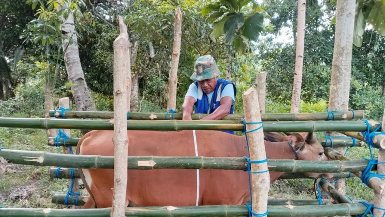 Jelang Iduladha 2026, menyalurkan qurban ke wilayah Indonesia Timur dan Afrika agar lebih banyak penerima merasakan manfaatnya.