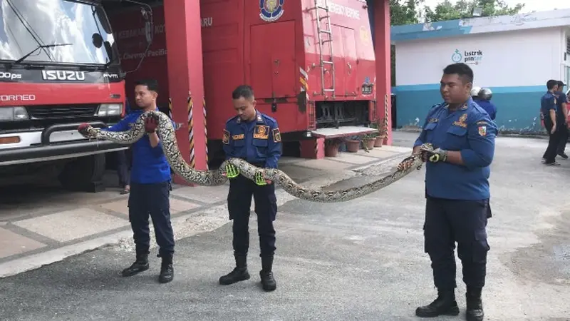 Petugas Damkar Pekanbaru usai mengevakuasi ular bersarang di rumah warga.