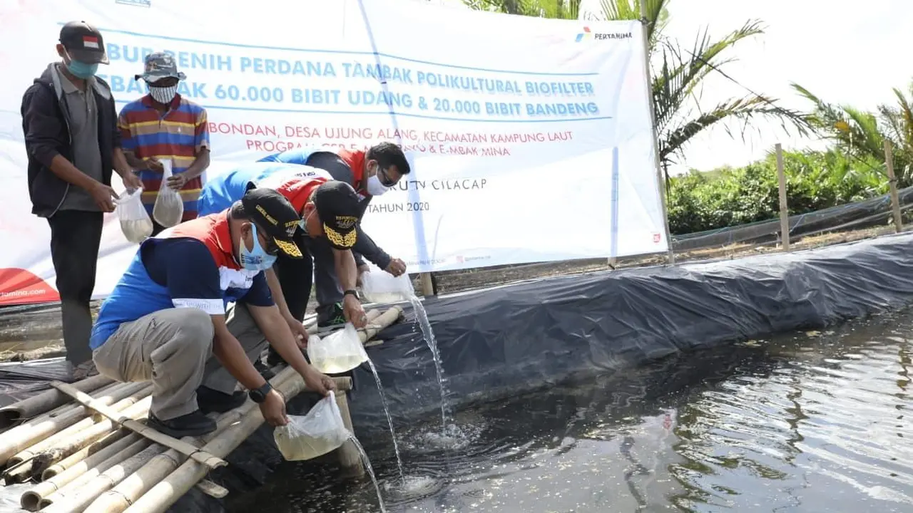 Sebanyak 60 ribu benih Udang Windu dan 20 ribu benih Ikan Bandeng ini ditaburkan di lokasi tambak khusus yang menggunakan teknologi polikultur biofilter. (Foto Pertamina)