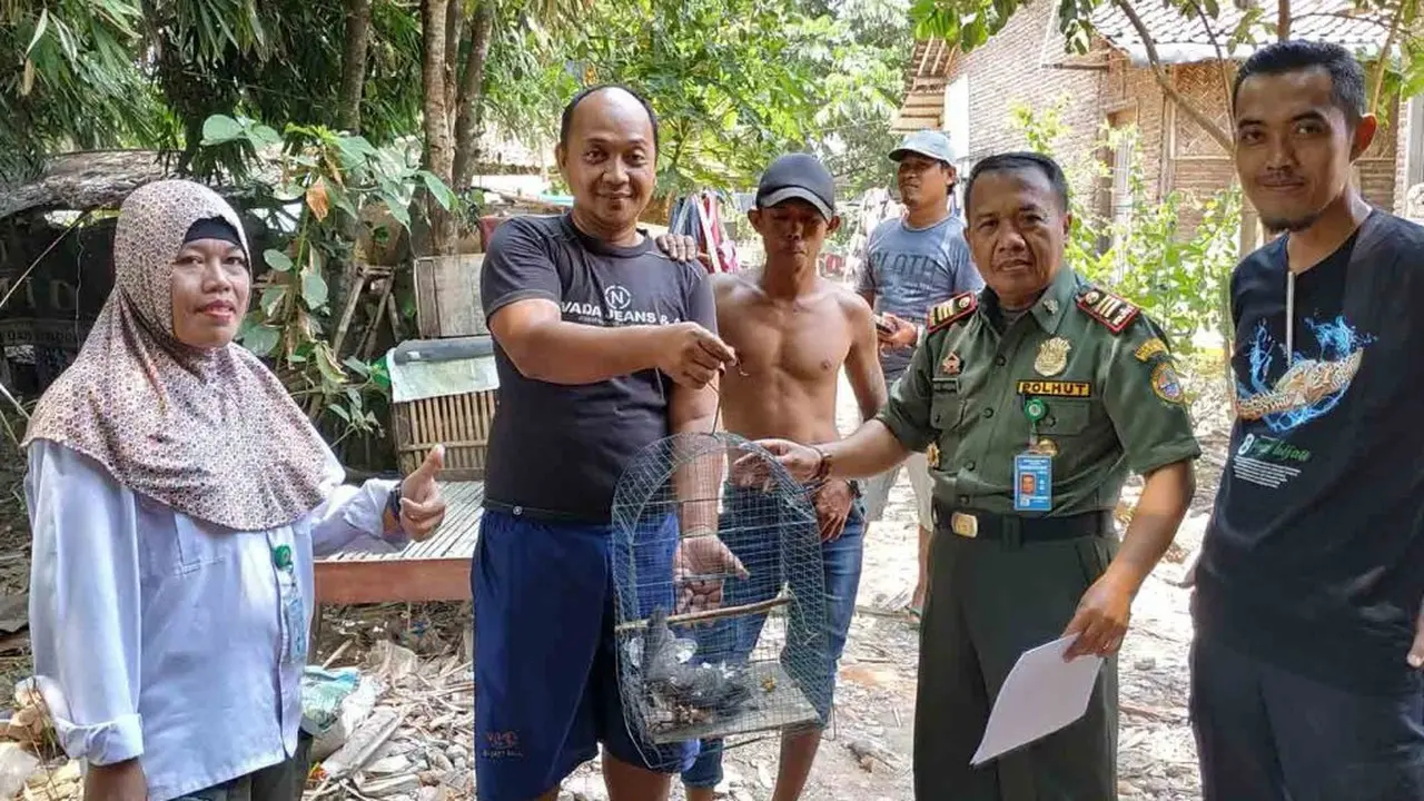 Saat Elang dari Belahan Bumi Utara Ditemukan Singgah di Jember