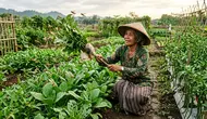 7 Cara Mengusir Belalang dari Tanaman Sayur, Ampuh Bikin Daun Tidak Habis Dimakan