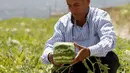 Petani George Haddad saat memanen salah satu semangka kotak di sebuah perkebunan di Desa Ain al-Mir, Lebanon, 26 Juli 2015.(REUTERS/Ali Hashisho)