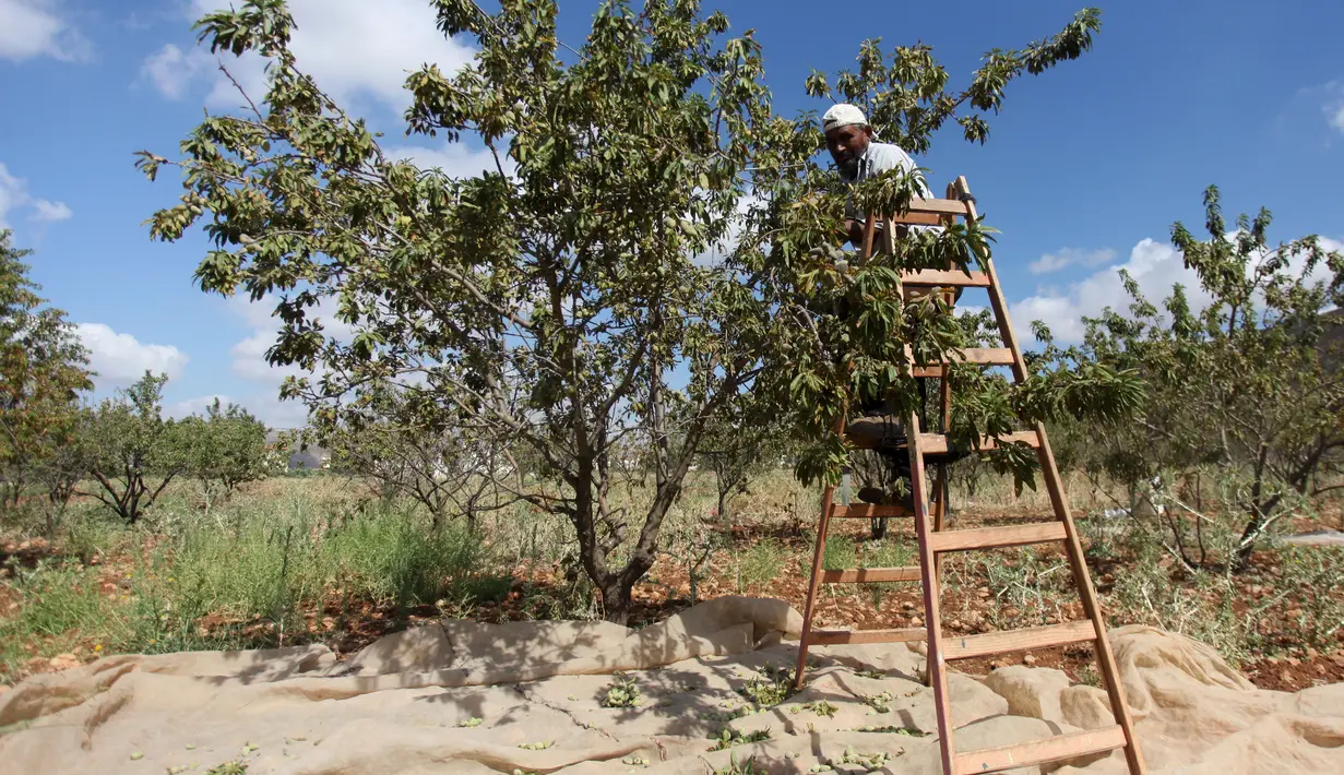 Petani Palestina Abdullah Hanni memetik badam hijau di Desa Beit Furik, Nablus timur, Tepi Barat (9/7/2020). Buah badam merupakan buah yang dihasilkan oleh pohon Prunus dulcis. (Xinhua/Nidal Eshtayeh)