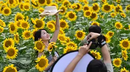Bunga matahari yang bermekaran tersebut menjadi salah satu pemandangan favorit bagi warga untuk berfoto dan menghabiskan liburan musim panas. (Photo by Jade Gao / AFP)