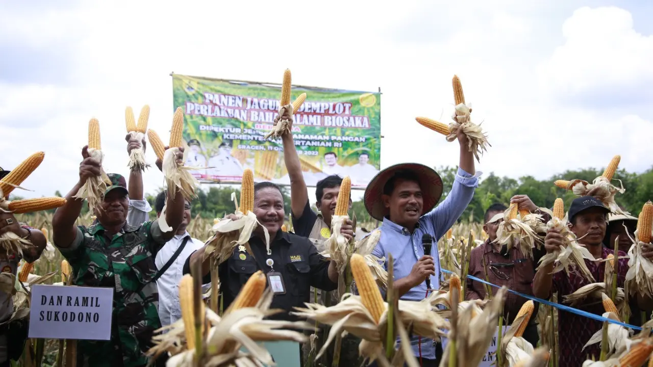 Bahan Alami Biosaka Jadi Solusi Petani Sragen Dongkrak Produksi Jagung