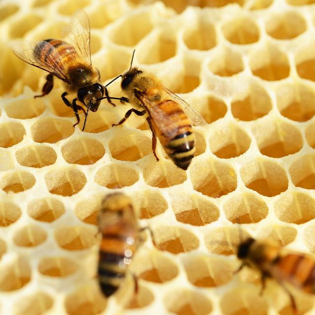 10 Manfaat Royal Jelly Untuk Tubuh Tak Kalah Sehat Dari Madu Hot Liputan6 