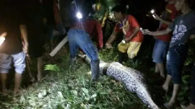 Petani Sawit Ditelan Ular Piton Gegerkan Warga di Sulbar