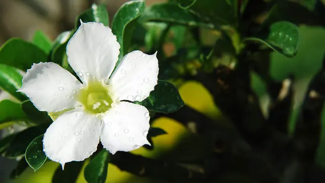 Kamboja Putih