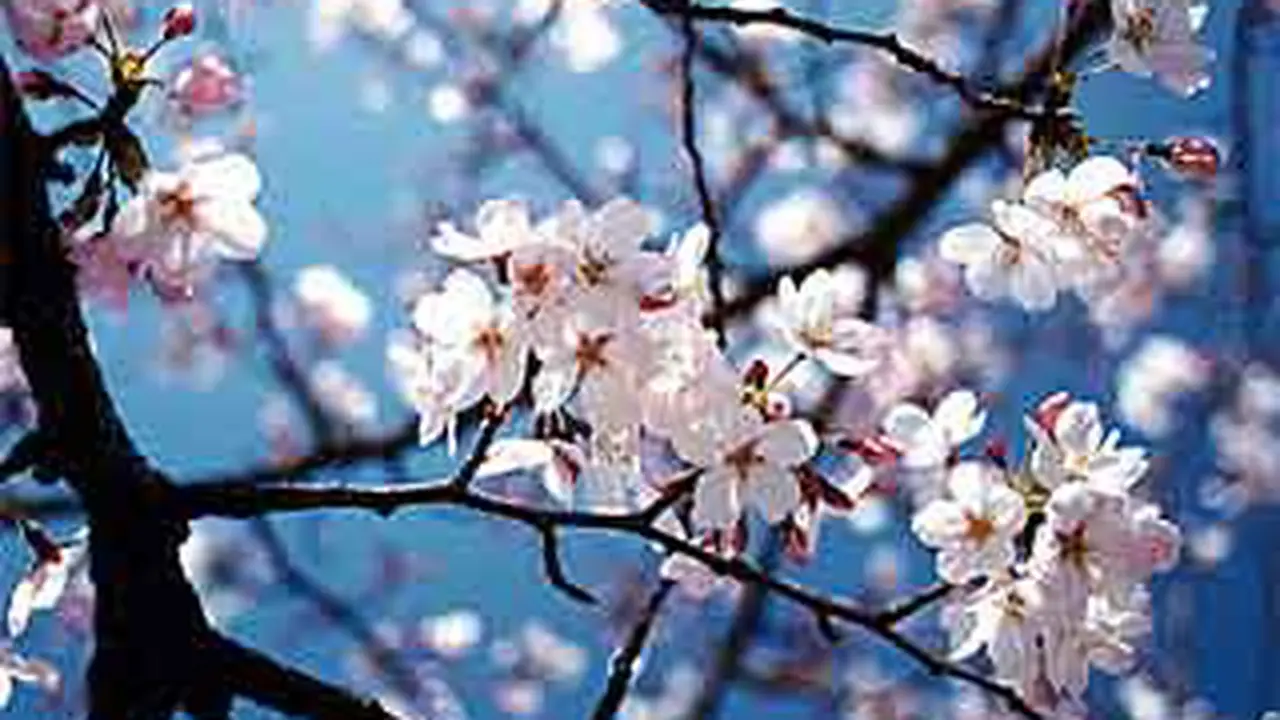 110330csakura.jpg