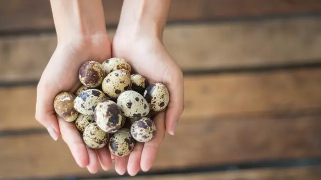 supplier telur puyuh