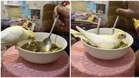 6 Potret Burung Ikut Makan Bikin Emosi tapi Gemas, Ekspresinya Tanpa Rasa Bersalah