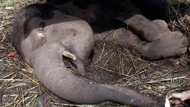 [Bintang] Gajah mati di Kebun Binatang Bandung