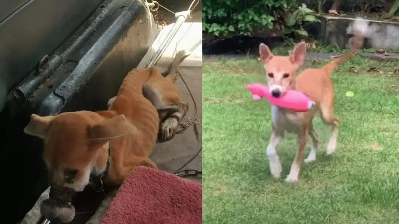 Kisah Anjing yang Melarikan Diri dari Peternakan Ilegal di Bali, Bikin Haru