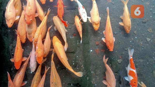 Kali Seng Banyuwangi Dulu Kumuh, Sekarang Menjadi Tempat Budidaya Ikan Air Tawar. (Hermawan Arifiantoi/Liputan6.com)