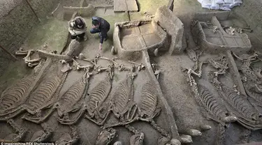 Dua orang peneliti menemukan sebuah lubang penguburan kuda di Luoyang, Cina yang berisi beberapa kerangka kuda yang utuh dan kereta. Makam yang berumur 2.500 tahun ini sudah digali sejak tahun 2009. (Dailymail) 