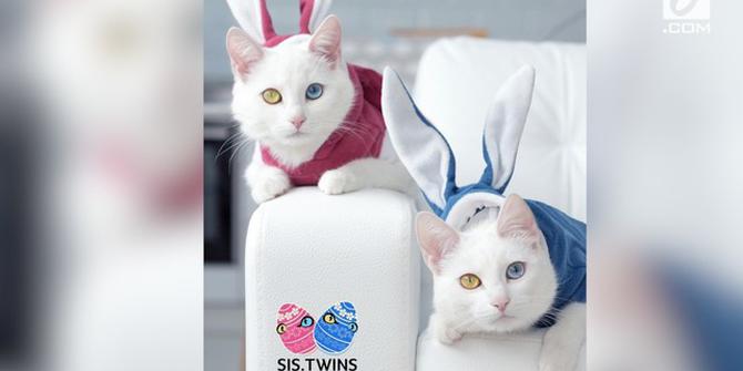 VIDEO: Punya Mata Unik, Kucing Kembar Ini Hits di Instagram