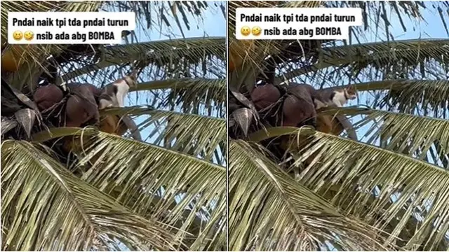 Manjat Pohon Tapi Tak Bisa Turun, Kucing Ini Akhirnya Dievakuasi Damkar