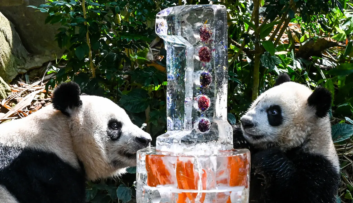 Le Le (kanan) bersama induknya Jia Jia (kiri) merayakan ulang tahunnya yang pertama dalam pameran hutan panda raksasa River Wonders di Singapura, Jumat (12/8/2022). Tim perawat menghadiahkan Le Le dan ibunya Jia Jia dengan kue tiga tingkat berisi wortel, apel, bambu, dan bunga yang dapat dimakan. (Roslan RAHMAN/AFP)