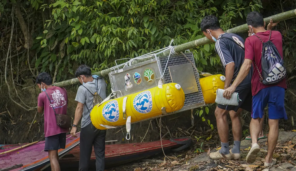 Tim konservasi memasang pelampung keselamatan berwarna kuning pada kandang berisi orangutan hasil rehabilitasi sebelum diangkut menggunakan perahu motor di dekat Desa Batu Lapis, Kabupaten Ketapang, Kalimantan Barat, Kamis (29/10/2026). Orangutan tersebut merupakan satu dari sembilan individu yang diselamatkan dari kebakaran hutan. (Ilham Pratama/AFP)
