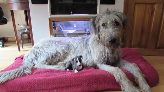 Potret Irish Wolfhounds si anjing raksasa
