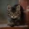 The smartest cat breeds in the world. (Photo: 42 North/Unsplash)
