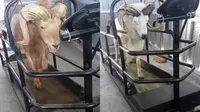 Untuk mendapatkan fisik dan otot yang ideal, domba di padepokan Intan Dewata sengaja menikmati treadmill yang sengaja didesain khusus untuk domba. (Liputan6.com/Jayadi Supriadin)
