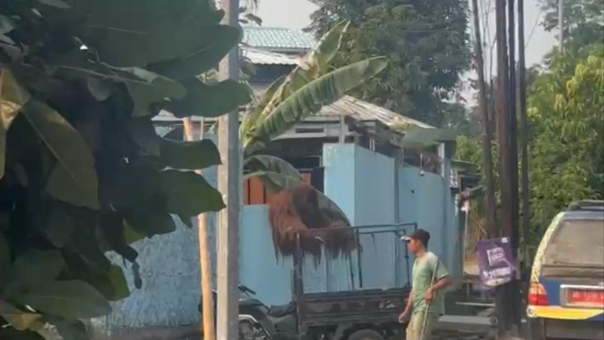Terungkap Jalur Pelarian Orang Utan dari Kandang ke Warung Ayam Goreng