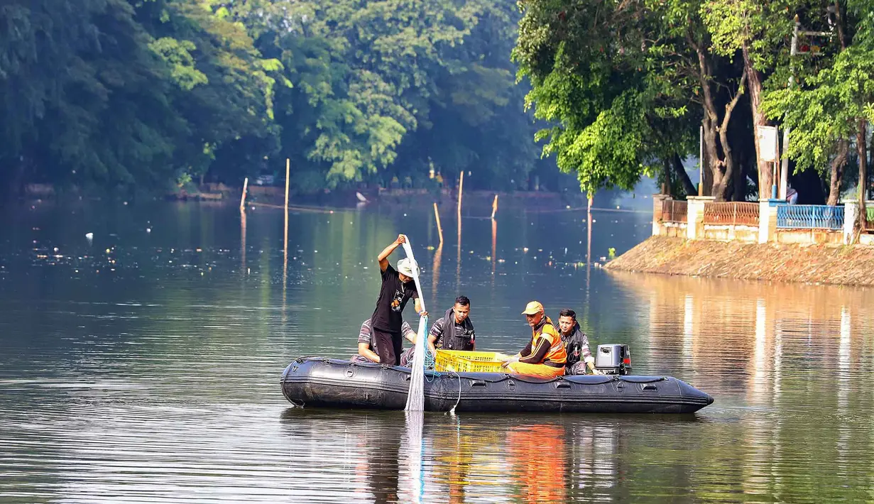 Upaya ini terus dilakukan secara berkelanjutan dan tidak terbatas di satu lokasi, mengingat aliran sungai yang saling terhubung memungkinkan penyebaran ikan tersebut ke wilayah lain. Tampak dalam foto, personel TNI AL bersama petugas PPSU dan KPKP saat operasi penangkapan ikan sapu-sapu di perairan Setu Babakan, Jakarta Selatan, Selasa (5/5/2026). (merdeka.com/Arie Basuki)