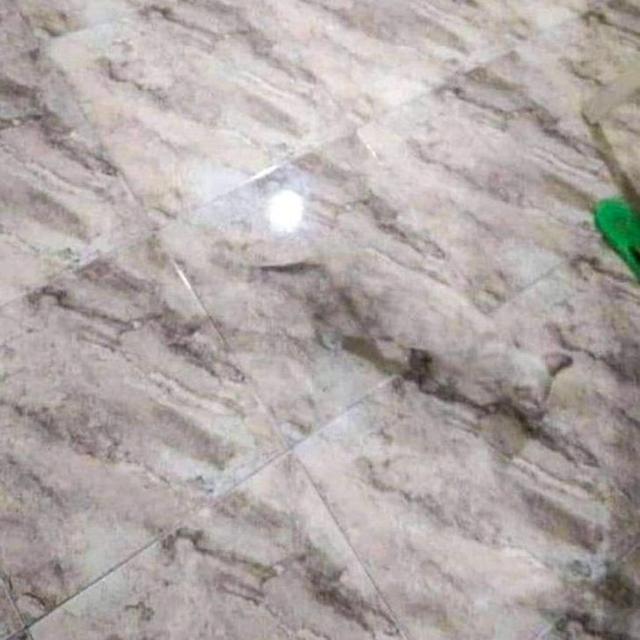 Jago Berkamuflase, Ini 8 Potret Lucu Hewan Peliharaan Saat Bersembunyi