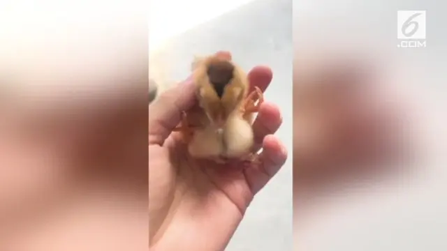 VIDEO: Anak Ayam Berkaki Empat Ditemukan di China