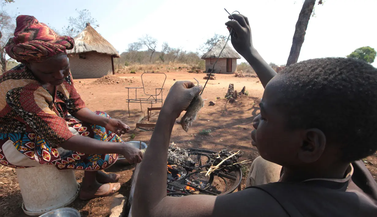 Warga setempat mengolah daging tikus yang akan dibuat menjadi makanan di Chidza, Zimbabwe (23/9). Selain dikonsumsi untuk mereka sendiri, warga menjual daging tikus ini ke pengendara dari negara tetangga yang melintas. (AP Photo/Tsvangirayi Mukwazhi)