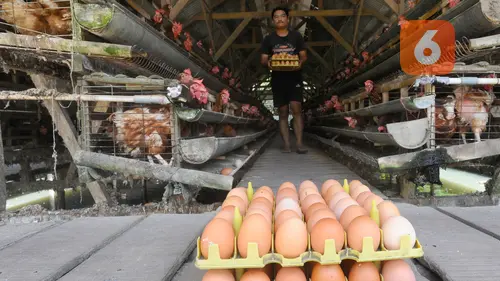 harga telur ayam di tingkat peternak