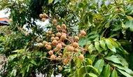 Cara Cangkok Kelengkeng agar Cepat Berakar dan Berbuah, Panduan Lengkap untuk Pemula