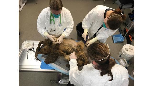 Anjing Ini Hampir Mati Karena Bulu Kusutnya, Ini 7 Potret Penyelamatannya