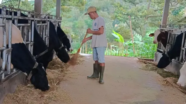 Peternak Sapi.