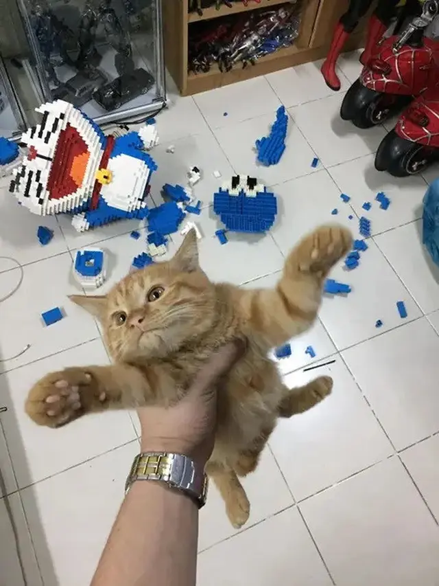 6 Tingkah Kucing Suka Merusak Barang Ini Bikin Emosi, Onar Banget