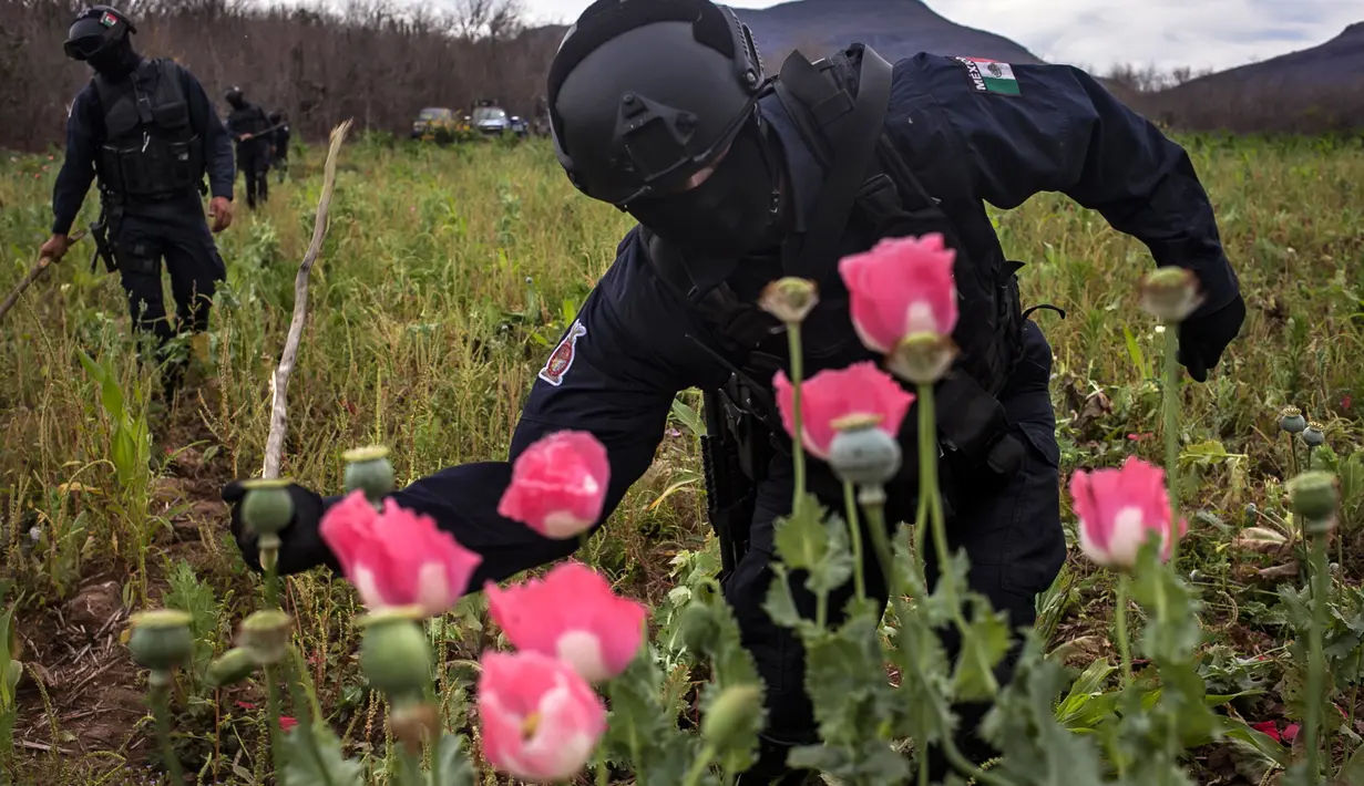 Seorang polisi memukul bunga poppy ilegal dengan batang pohon di sebuah perkebunan di desa Los Pericos, kota Mocorito, Meksiko (15/3). (AFP/Rashide Frias)