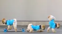 Jiff The Pomeranian Masih Membunuh Kami Dengan Cuteness