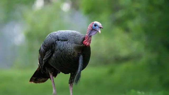 Turkey
